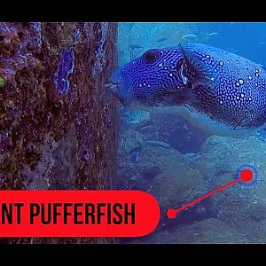 Giant Pufferfish - Thailand