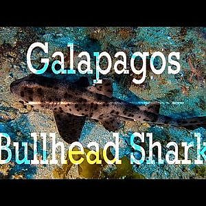 Galapagos Bullhead Shark