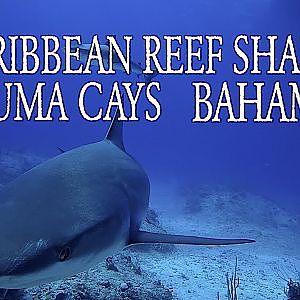 Bahamas Reef Sharks