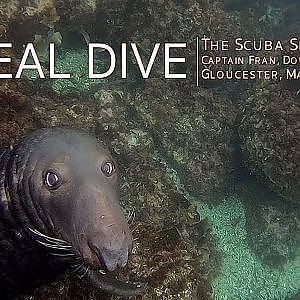 Seal Dive | Gloucester  | Massachusetts