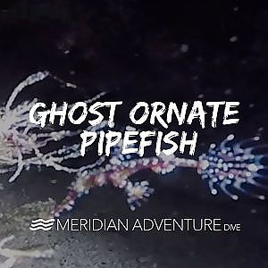 Ghost Ornate Pipefish - YouTube