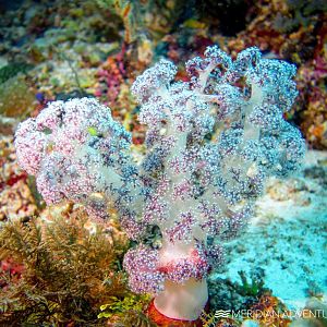Coral diving in Raja Ampat