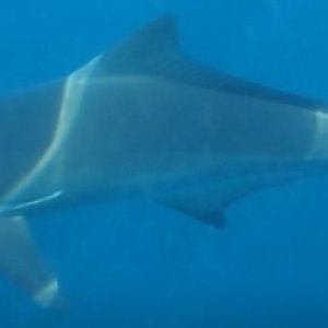 Shark Oman Dimaniyat