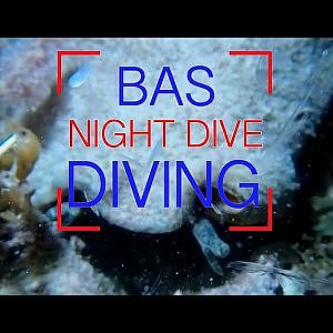 Night Diving on the Wild Side of Bonaire