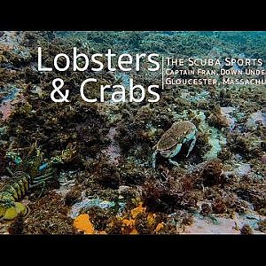 Lobster & Crabs in Massachusetts