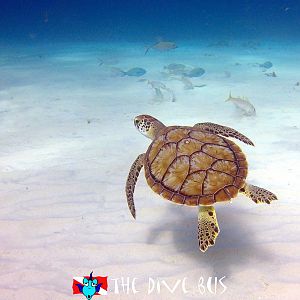 Green Turtle at Playa Lagun, Curacao