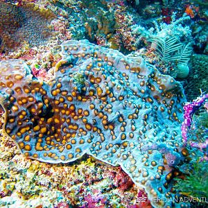 Raja Ampat's Coral
