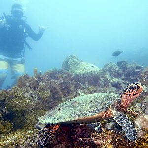 Divers with Turtle