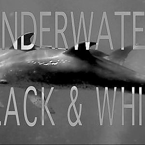 Underwater in Black & White
