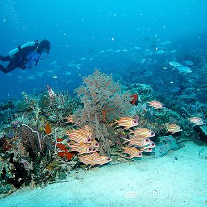 Scuba Diving the reefs of Raja Ampat