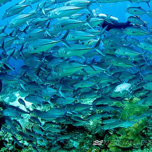 Pelagic Fish raja Ampat