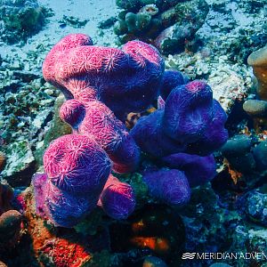 Raja Ampat Reefs