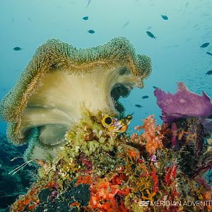 Raja Ampat Reefs