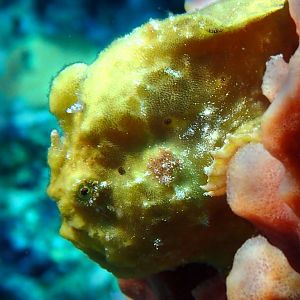 FrogFish-side