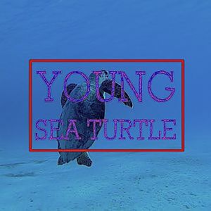 Young Sea Turtle at Salt Pier in Bonaire