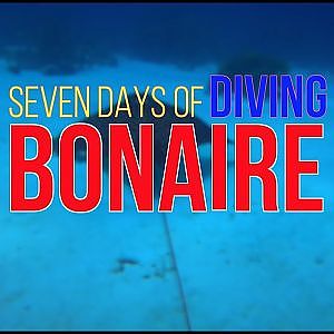 Seven Days of Diving Bonaire