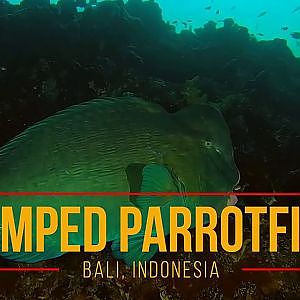 Bumphead Parrotfish - USAT Liberty Wreck