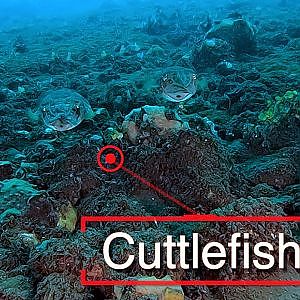 My Favorite Cephalopod - Cuttlefish