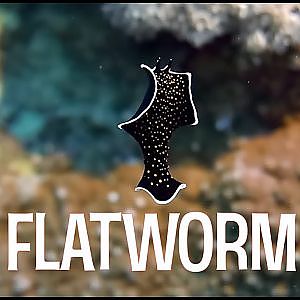 A Mesmerizing Gold-Speckled Flatworm
