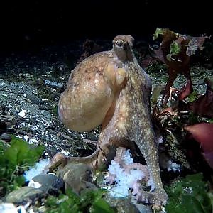 Ruby Octopus Laying Eggs