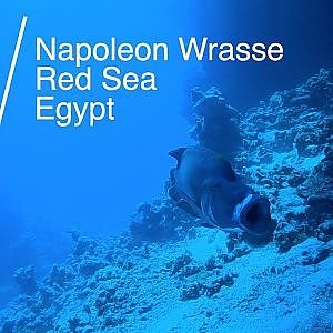 Red Sea Napoleon Wrasse