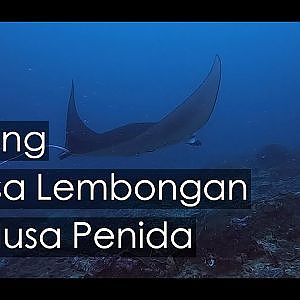 Diving with Scuba Center Asia in Nusa Lembongan & Nusa Penida, Bali