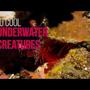 10 Cool Underwater Creatures in Tulamben