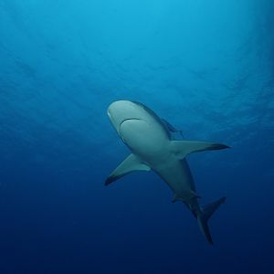 Shark From Below On Bull Run Juliet Aug 22 2019