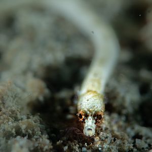 A Normal White Pipefish