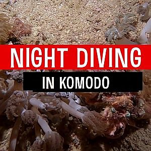 Night Diving in Komodo