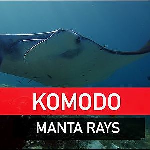 Komodo Manta Rays