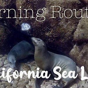 California Sea Lions - Morning Routine - Sea of Cortez - Mexico