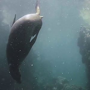 Sea lions - San Rafaelito colony - La Paz - Baja California Sur - Mexico