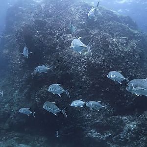 Similan and Surin Islands National Parks - A few highlights - 2018