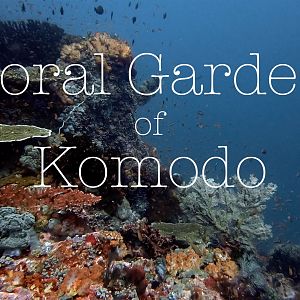 Crystal Rock Coral - Komodo NP - Indonesia - 2019