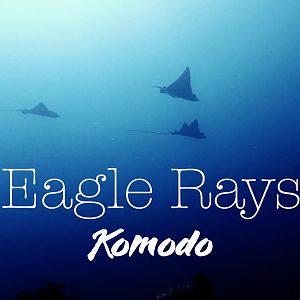 Eagle Rays at Sebayur Kecil - Indonesia - 2019