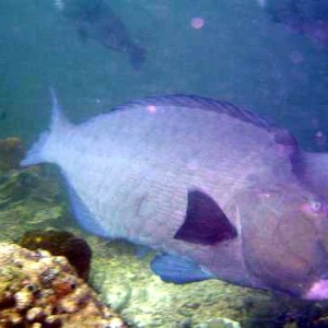 Humphead Parrotfish