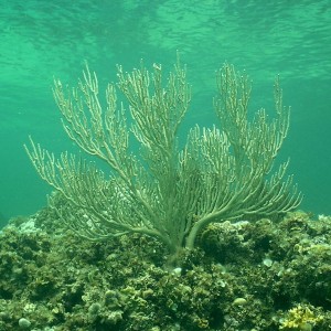 Nice Coral Pic