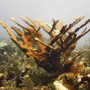 ElkHorn Coral
