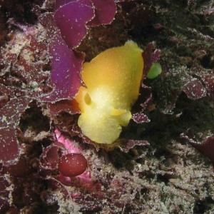 Nudibranch (Golden Dorid?)