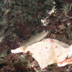 Blackeye Goby