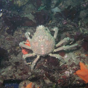 Sheep Crab