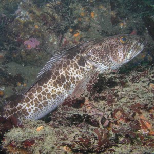 Lingcod