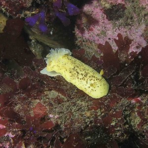 Nudibranch (Sea Lemon?)