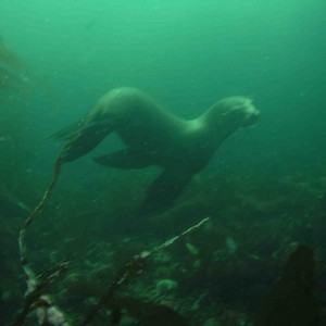 Sea Lion