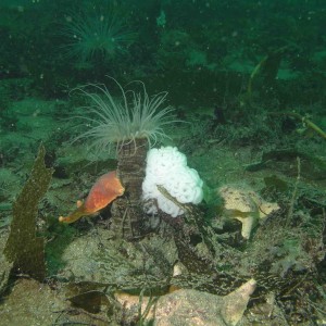 Starfish with Burrowing Anemone