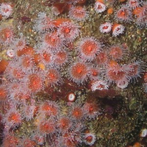 Cup Coral