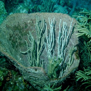 Coral_in_Barrel_sponge