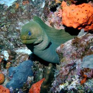 Green_Moray1