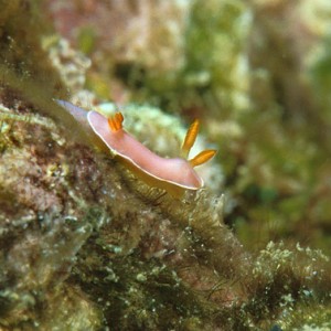 128_Hypselodoris_bullocki01_